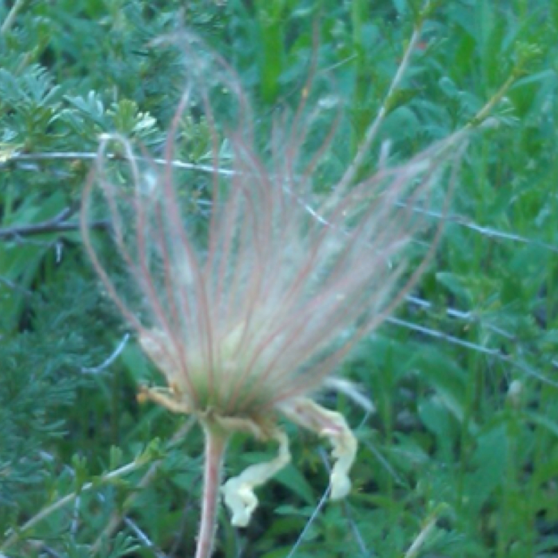 Apache plume seed head