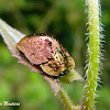 Gold and bronze tortoise beetle