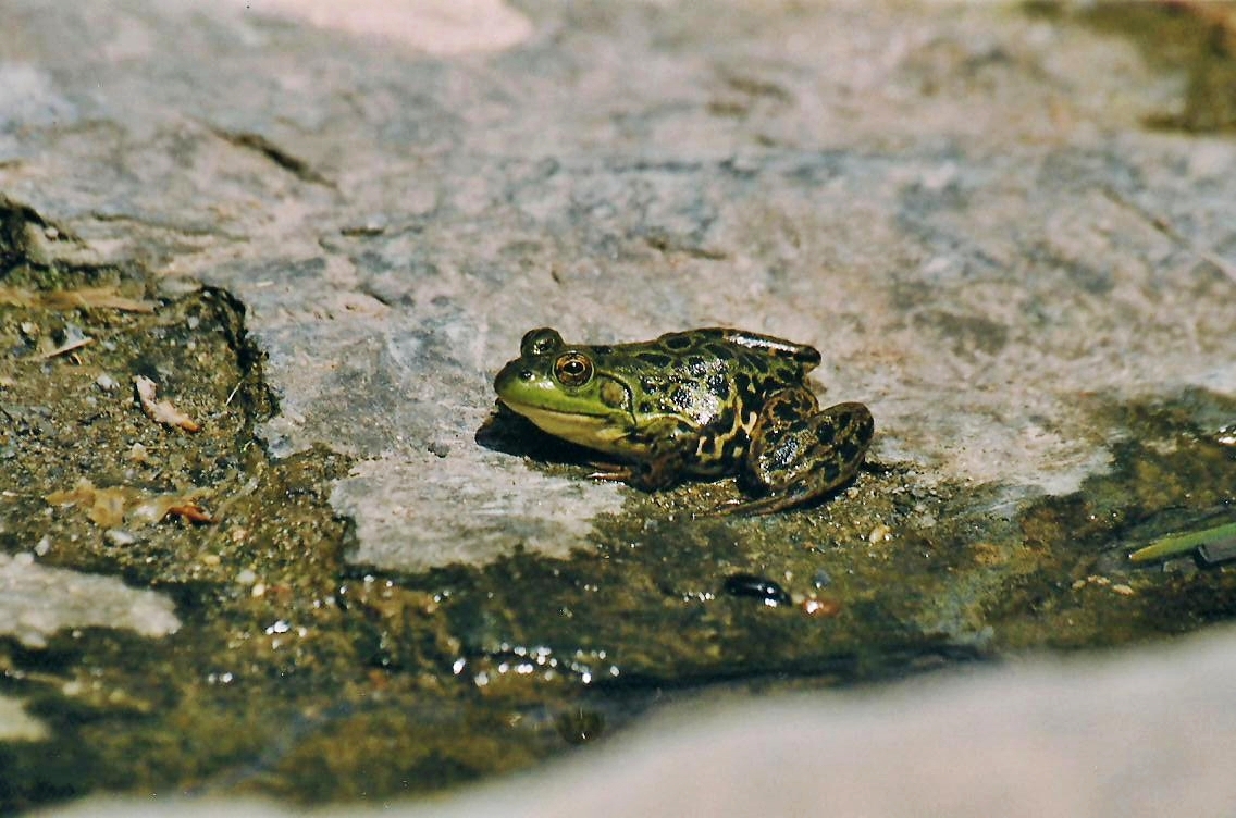 Pickerel Frog-Grenouille des marais 