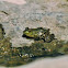 Pickerel Frog-Grenouille des marais 