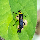 Short-winged Soldier Beetle
