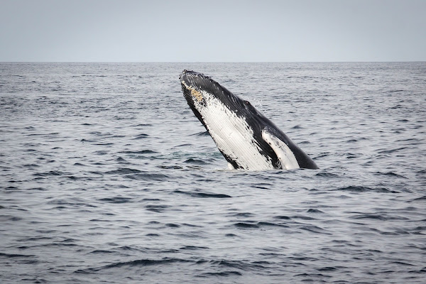 Humpback Whale (Habenero's Calf) | Project Noah