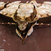 Hawk moth Megacorma obliqua