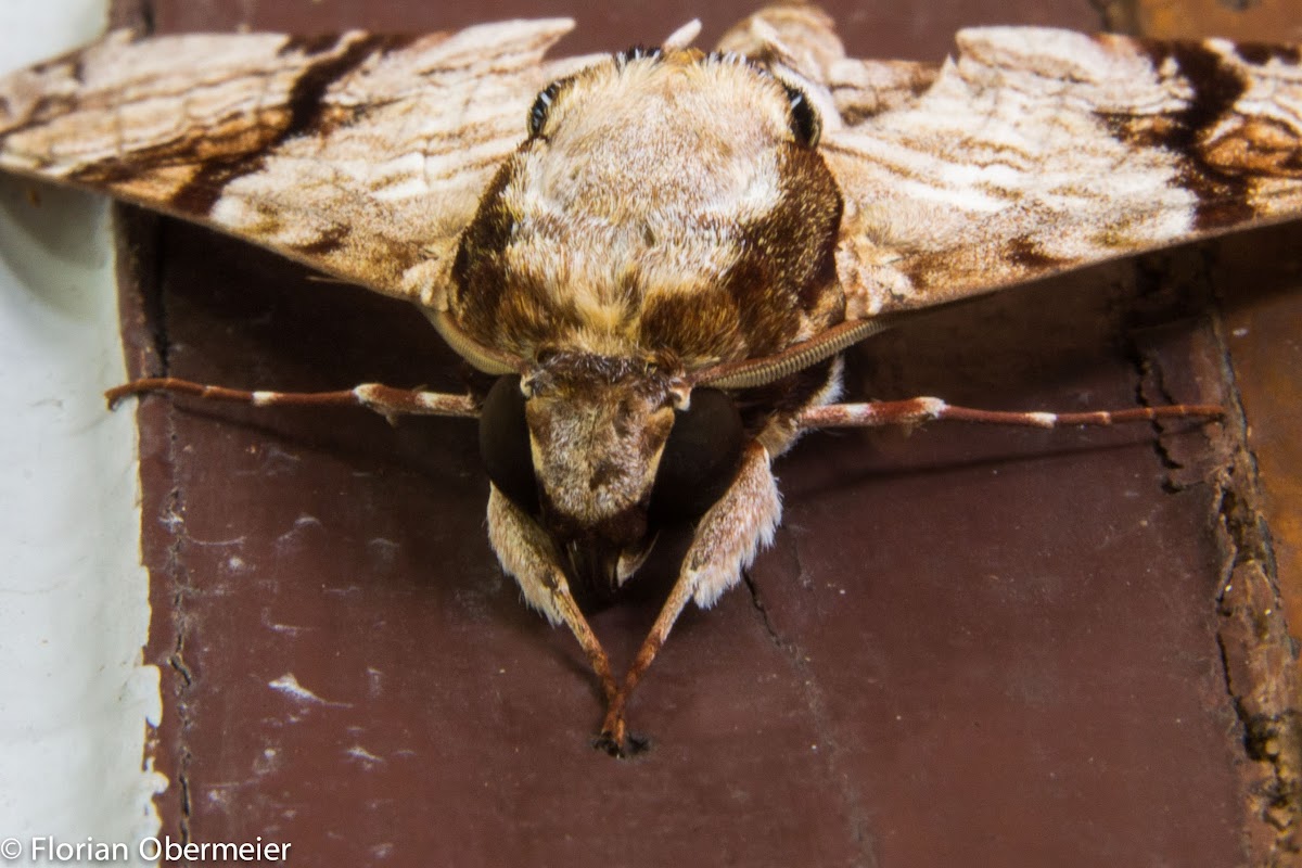 Hawk moth Megacorma obliqua