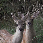 columbian black tail deer