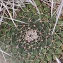 Heyder's pincushion cactus