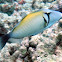 Lei Triggerfish