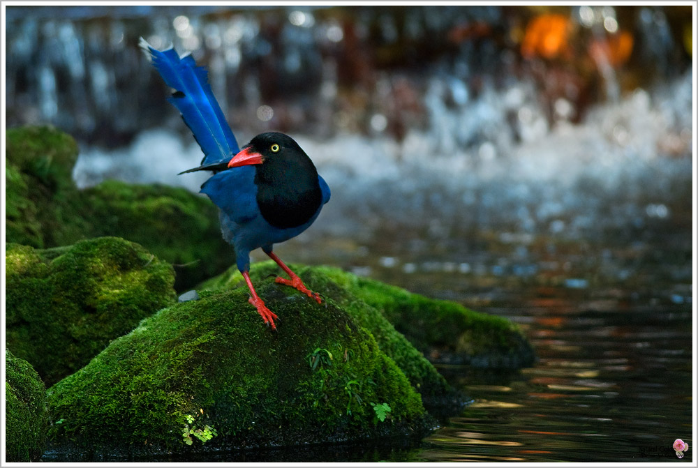 Taiwan Blue Magpie 