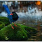 Taiwan Blue Magpie 