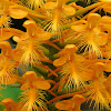 Yellow-fringed Orchid