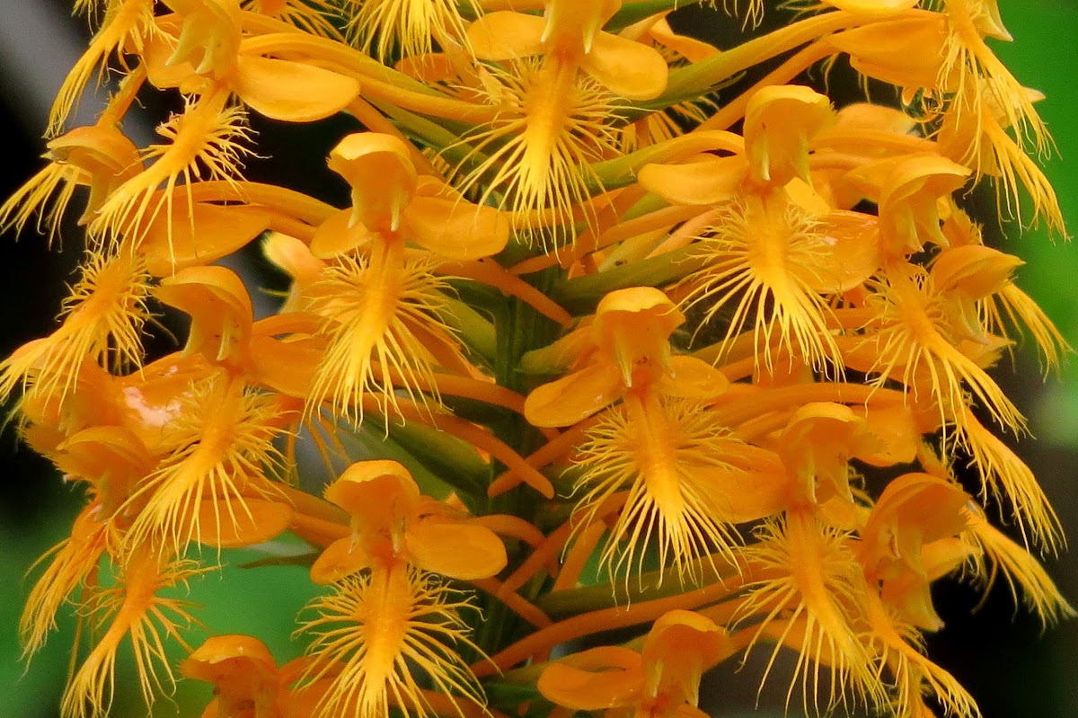 Yellow-fringed Orchid