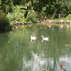 Coscordoba Swan