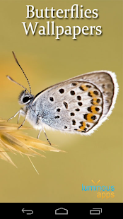 How to download Butterflies Live Wallpaper 1.6 unlimited apk for laptop