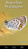 Butterflies Live Wallpaper