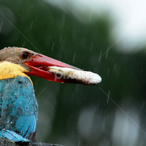 In the rain. by Suchetana Sen - Animals Birds