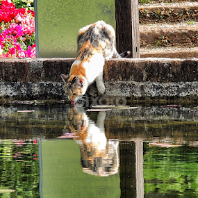 Mirror by Edson Leguth - Uncategorized All Uncategorized