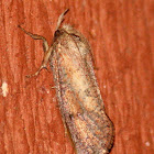 Eastern Grass-tubeworm Moth