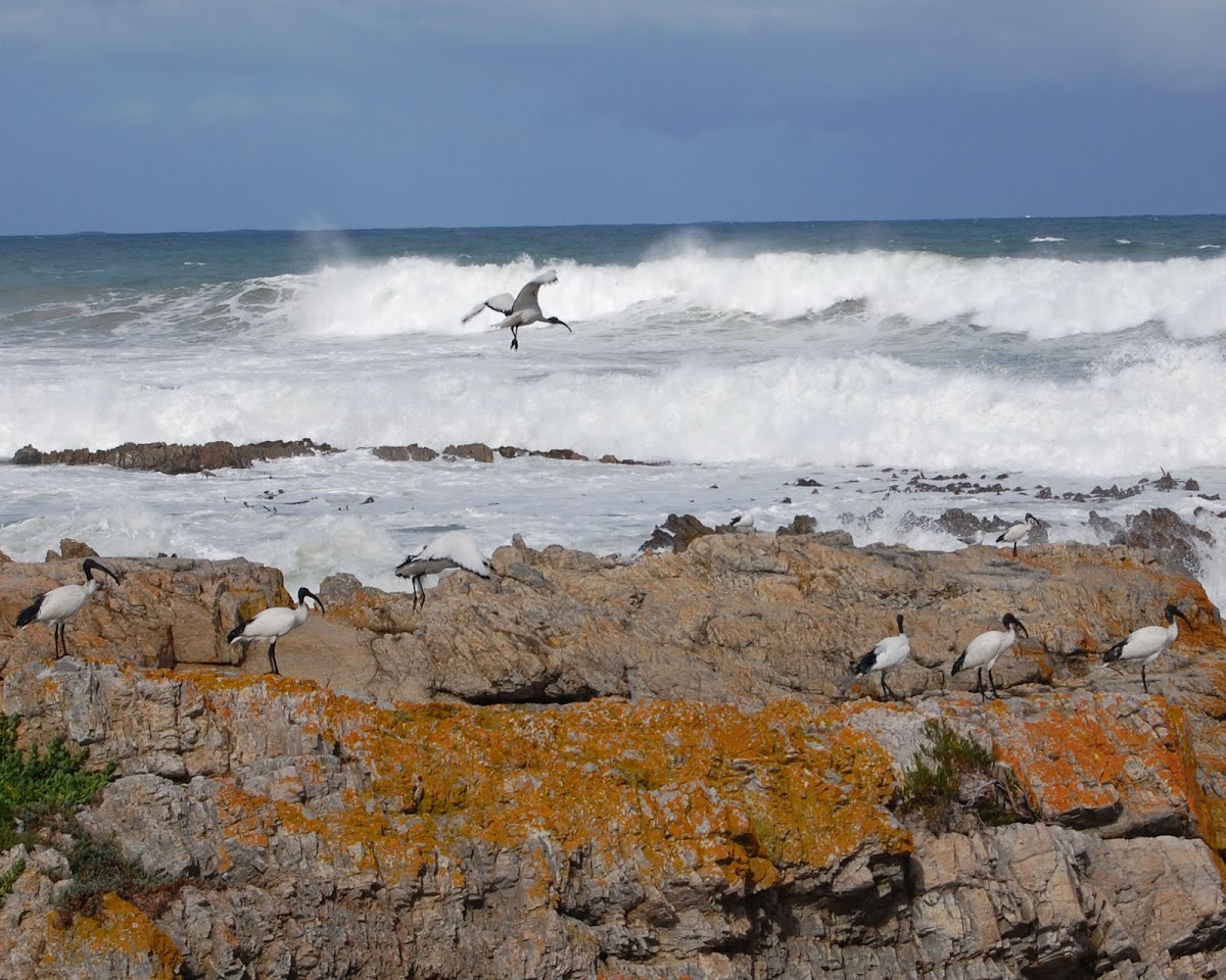 African Sacred Ibis