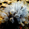 Tunicate