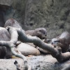 Small-Clawed Otter