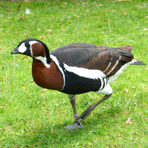 Red-breasted Goose / Rothalsgans