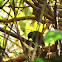 White-Barred Piculet [Female]