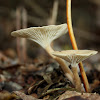 Clitocybe mushroom