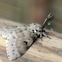Gypsy Moth (Male)