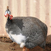 Helmeted Guinea Fowl (Domestic)