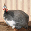 Helmeted Guinea Fowl (Domestic)