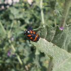 Red and black froghopper