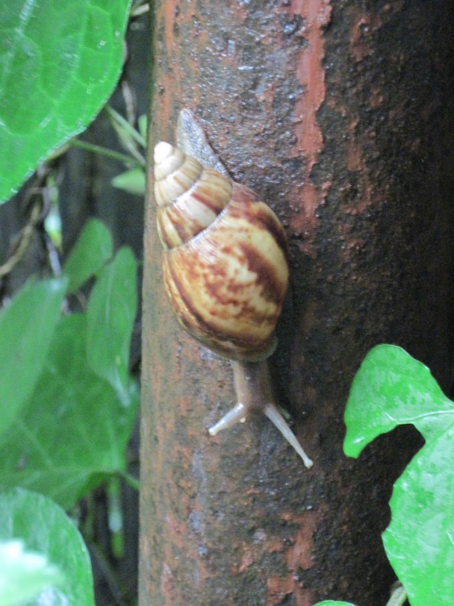 East African land snail, or giant African land snail