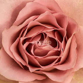 by Jane Bjerkli - Flowers Single Flower
