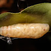 Anastrus sempiternus simplicior / parasitic wasps