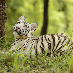 Lost in Thought by D K - Animals Lions, Tigers & Big Cats