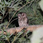 Collard Scops Owl