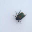 Green June Beetle