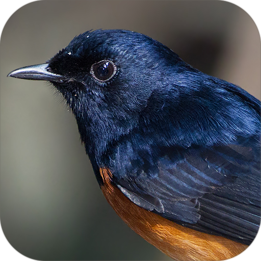 White-rumped shama 生活 App LOGO-APP開箱王