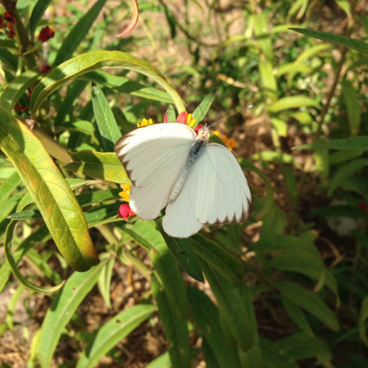 Great Southern White