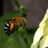 Blue Banded Bee 