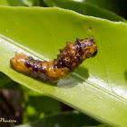 Midsize Heraclides caterpillar on citrus
