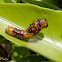 Midsize Heraclides caterpillar on citrus