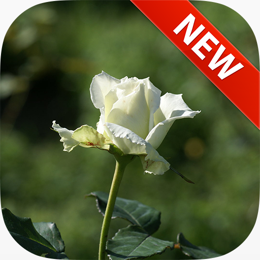 White Roses Wallpapers LOGO-APP點子