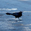 Great-tailed Grackle (male)