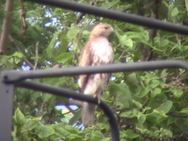 Red-tailed Hawk (nominate form)