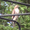 Red-tailed Hawk (nominate form)