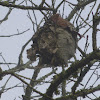 Bald-faced Hornet (nest)