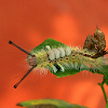Brown Tussock Moth caterpillar