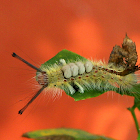 Brown Tussock Moth caterpillar