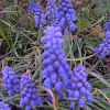 Grape Hyacinth (Muscari)